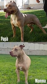 Cuccioli di Pitbull UKC