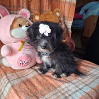 Maltipoo cucciola