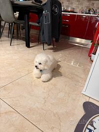 Bolognese Maschio nato a Giugno 2025