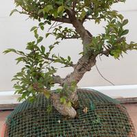 Olmo pre bonsai