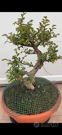 Olmo pre bonsai