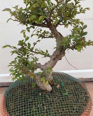 Olmo pre bonsai