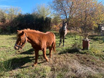 Terreno, capannone e stalle