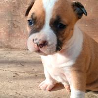 Cuccioli Amstaff
