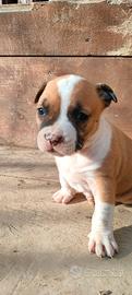 Cuccioli Amstaff