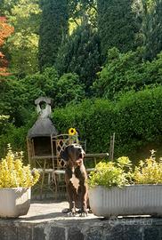 Cucciolo di Alano Nero