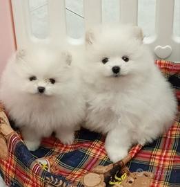 Spitz nani, bianchi,. pedigree ENCI