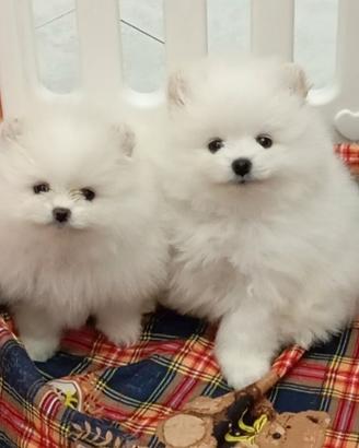 Spitz nani, bianchi,. pedigree ENCI