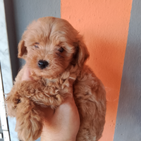 Maltipoo maschietto