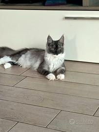 Splendite Maine Coon