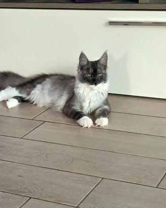 Splendite Maine Coon