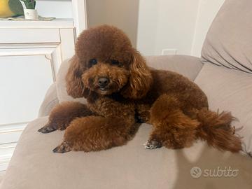 Monta barboncino toy red