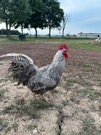 Gallo di Amrok