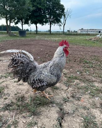 Gallo di Amrok