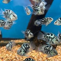 Pesci acquario ciclidi parrot