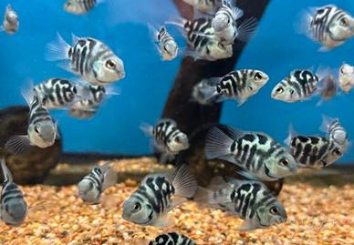 Pesci acquario ciclidi parrot