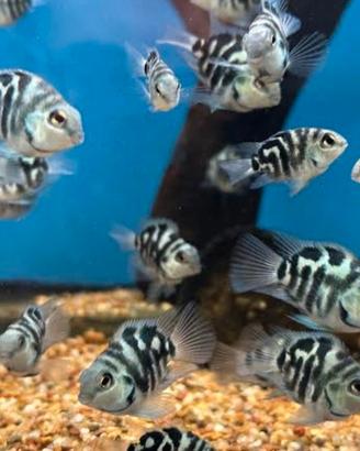 Pesci acquario ciclidi parrot