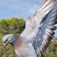 Piccioni per caccia al colombaccio