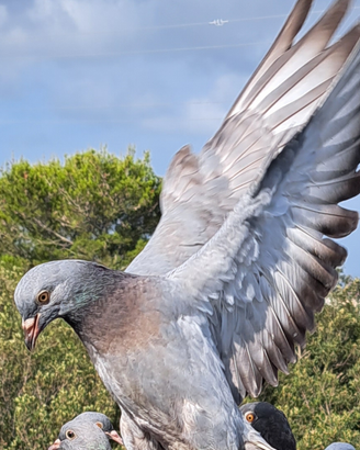 Piccioni per caccia al colombaccio
