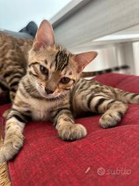 Splendida cucciola di Bengala - 3 mesi