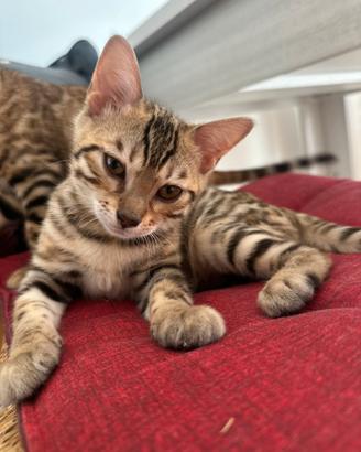 Splendida cucciola di Bengala - 3 mesi