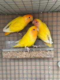 Inseparabili