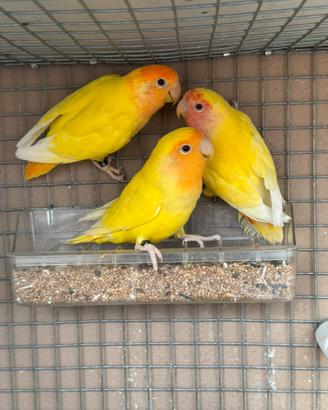 Inseparabili