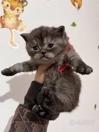 Gattino British shorthair