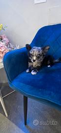 Chihuahua merle maschio pelo lungo