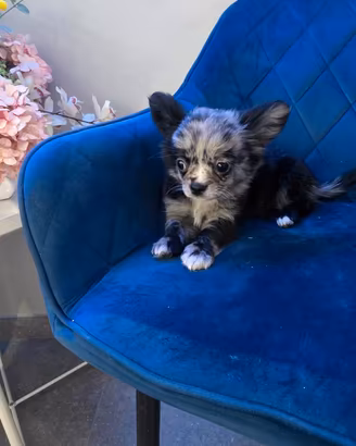Chihuahua merle maschio pelo lungo
