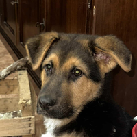 Cucciolo di incrocio pastore tedesco