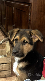 Cucciolo di incrocio pastore tedesco