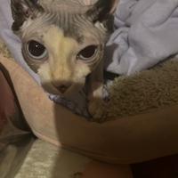 Gatto sphynx o elf per monta