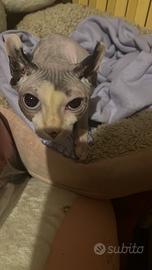 Gatto sphynx o elf per monta
