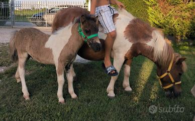 pony schetland