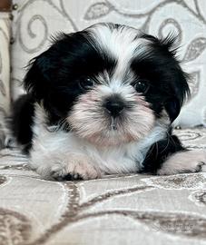 Cucciolo Shitzu Maschio (Shih Tzu Rufus)