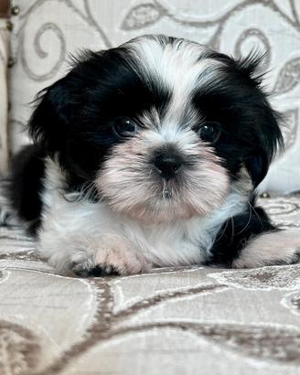 Cucciolo Shitzu Maschio (Shih Tzu Rufus)