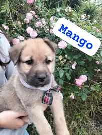 MANGO, cucciolo tg media in adozione