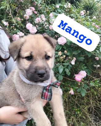 MANGO, cucciolo tg media in adozione