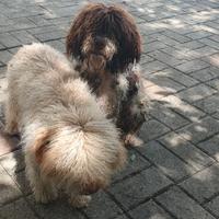 Cuccioli lagotto