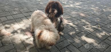 Cuccioli lagotto