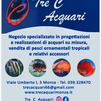 Astronotus red Tiger/red M/L/XL