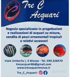 Astronotus red Tiger/red M/L/XL