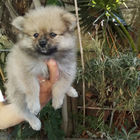 Volpino pomerania
