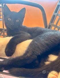 Gattino nero