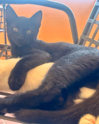 Gattino nero