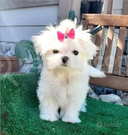 Maltesi linea coreana cucciola disponibili