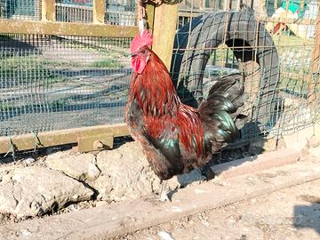 Galli nostrani e moroseta