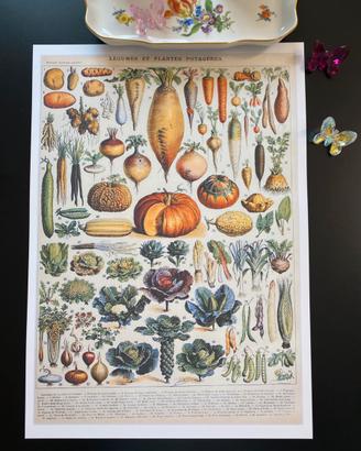 Millot verdura Grande stampa botanica quadro