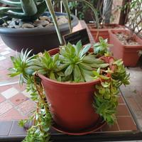 Piante grasse e succulente